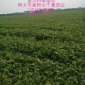 供應(yīng)高橋永寧蛋白飼料桑苗